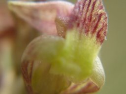 Pterygodium flanaganii flower